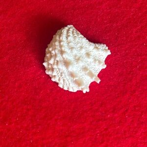 Textured White Florida Spiny Jewel Box Clam Shell  Decor